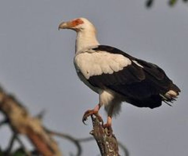 Bird Watching Hike 2